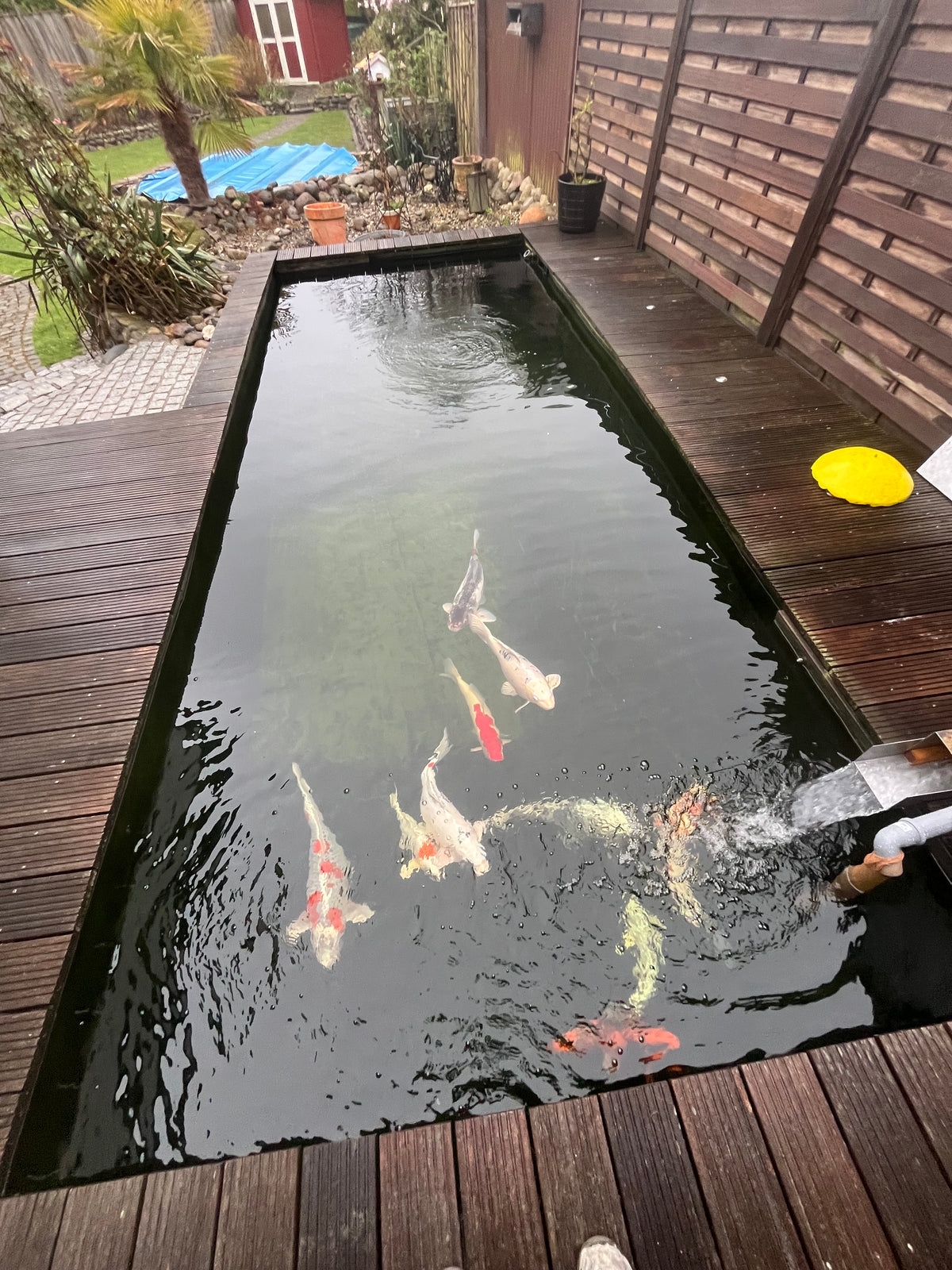 Koiteich Schleswig-Holstein – individuell geplanter Teich von Familie L.
